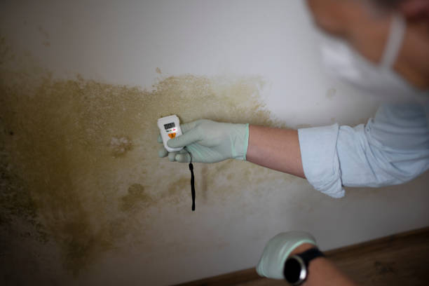 Best Certified Mold Removal  in Siesta Acres, TX